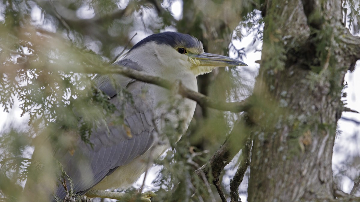 Black-crowned Night Heron - ML614988921