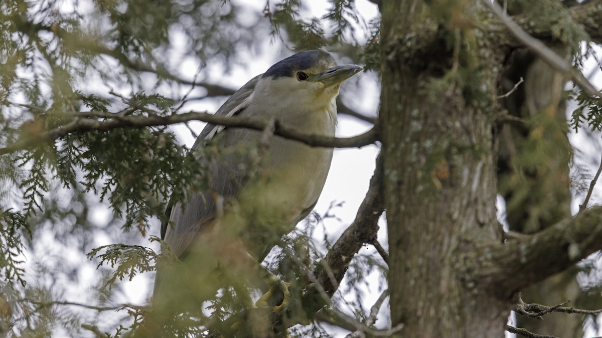 Black-crowned Night Heron - ML614988922