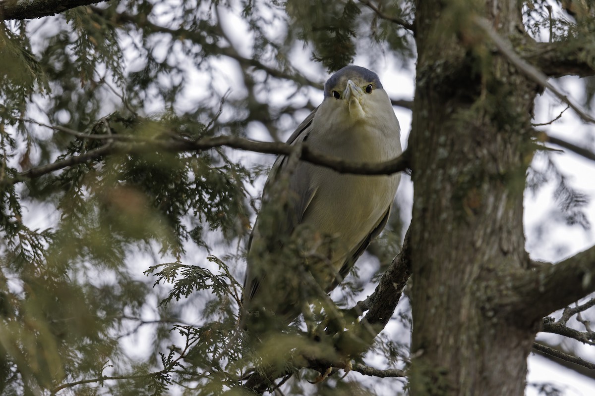 Black-crowned Night Heron - ML614988923