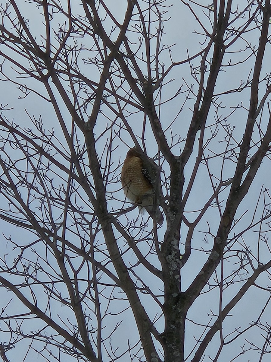 Red-shouldered Hawk - ML614988976