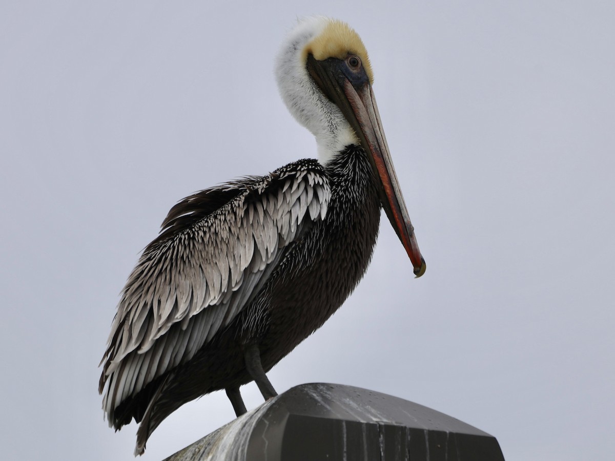 pelikán hnědý (ssp. carolinensis) - ML614989042