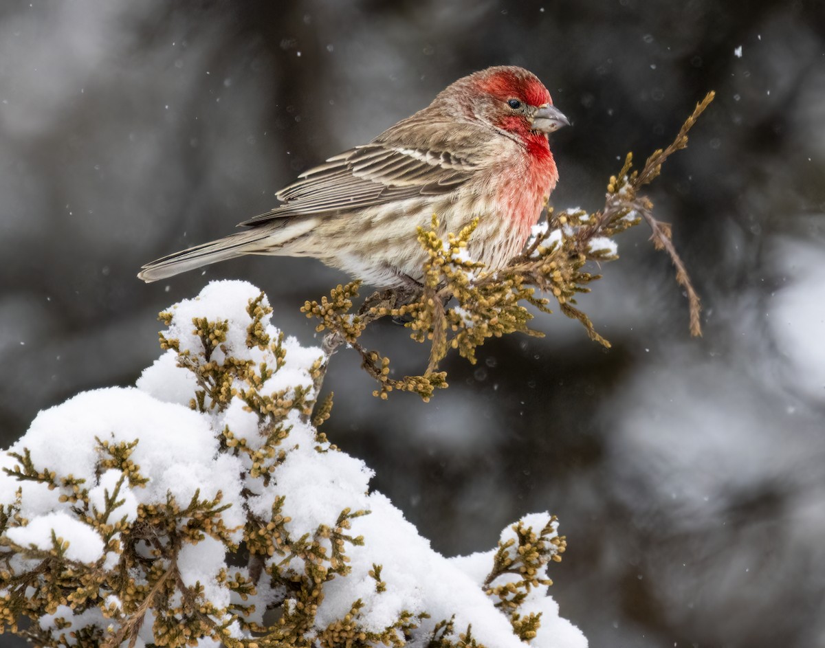 House Finch - ML614989091