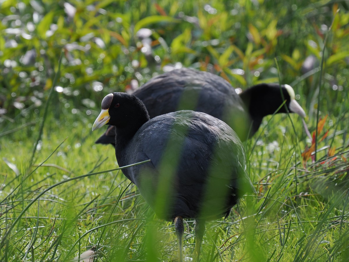 Slate-colored Coot - Ben Jesup