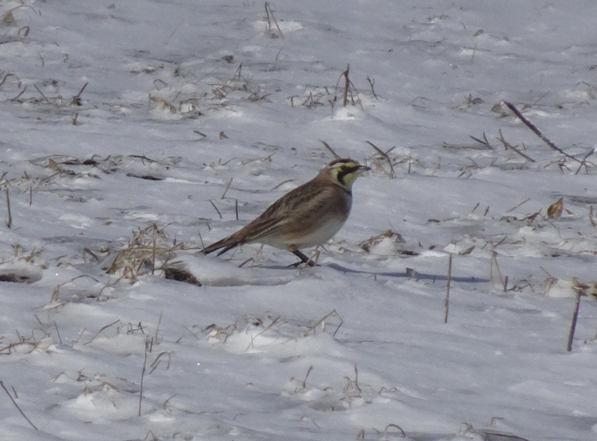 Horned Lark - ML614989209