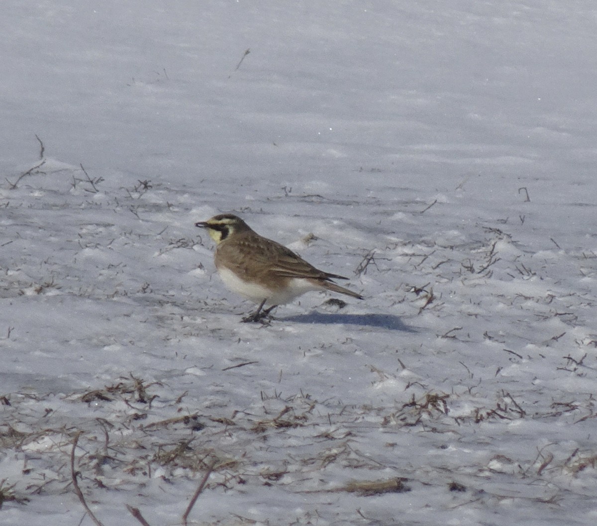 Horned Lark - ML614989210