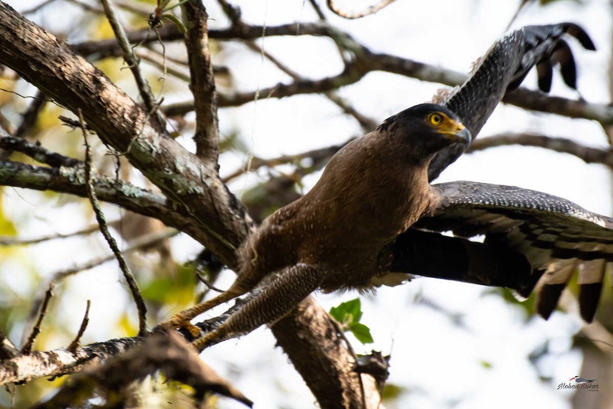 Crested Serpent-Eagle - ML614989262