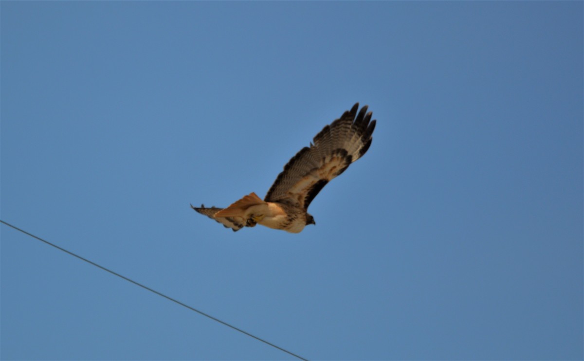 Red-tailed Hawk - ML614989266