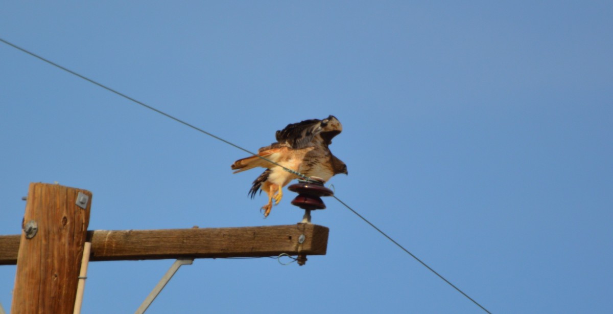 Red-tailed Hawk - ML614989267