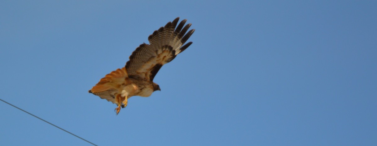 Red-tailed Hawk - ML614989268