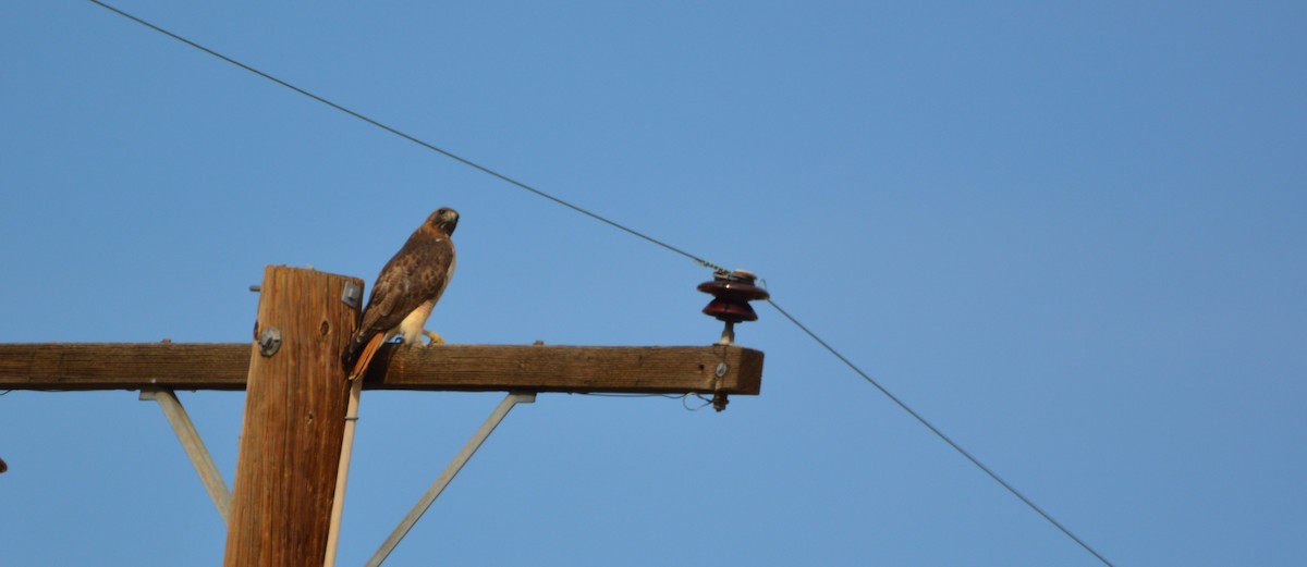 Red-tailed Hawk - ML614989269