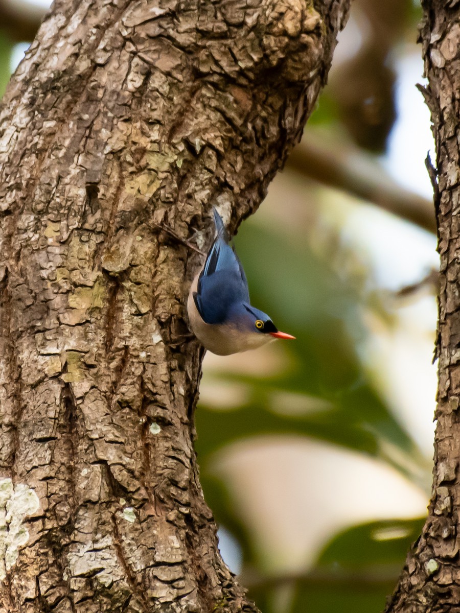 Velvet-fronted Nuthatch - ML614989286