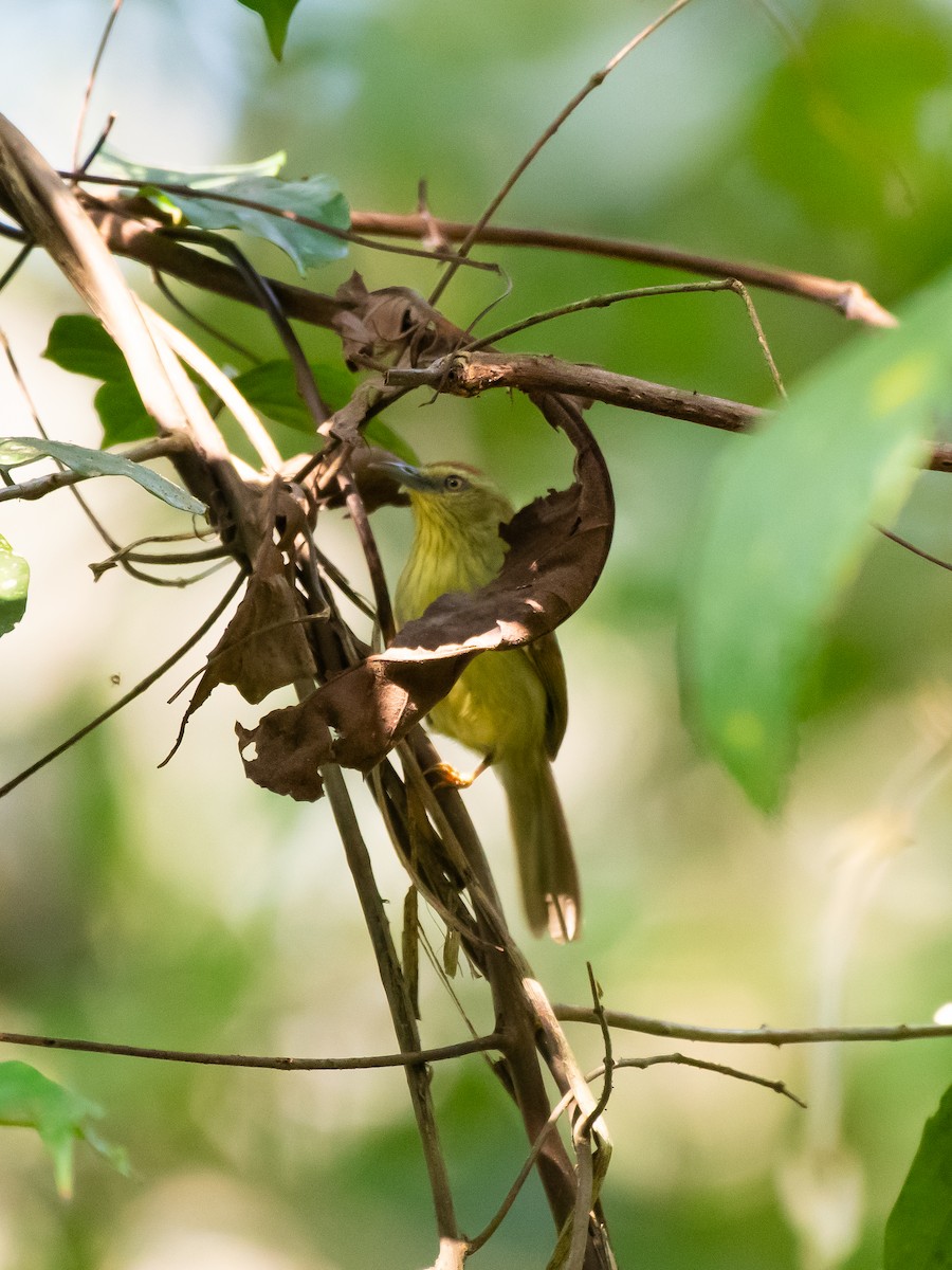 Pin-striped Tit-Babbler - ML614989299