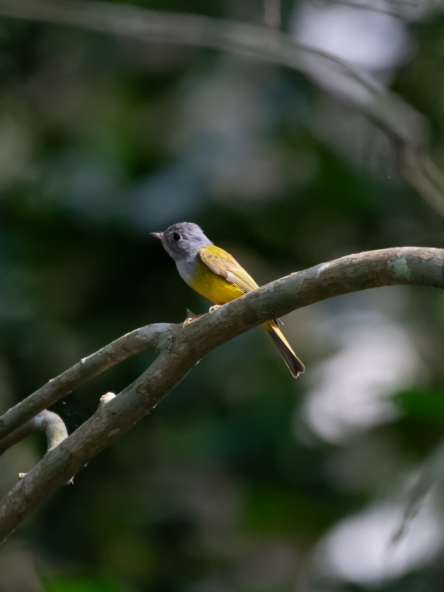 Gray-headed Canary-Flycatcher - ML614989307