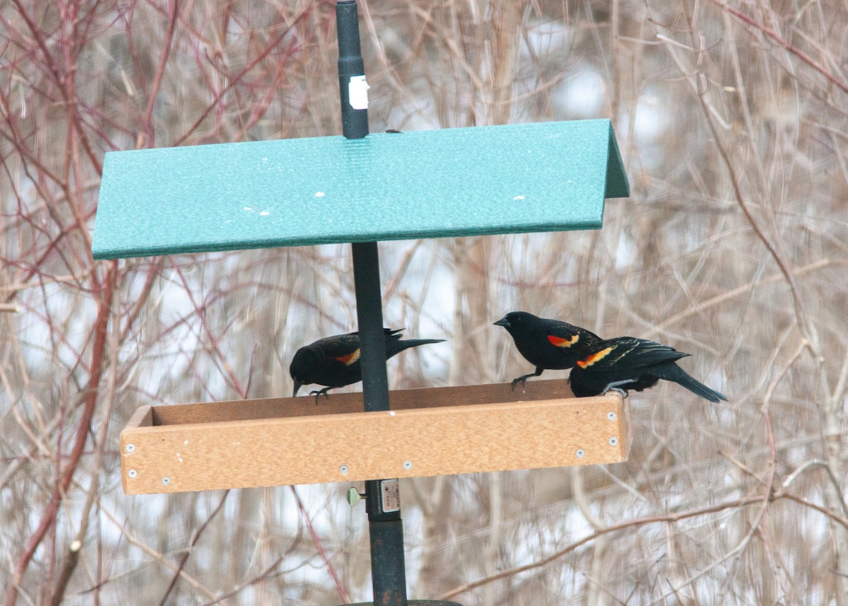 Red-winged Blackbird - ML614989411