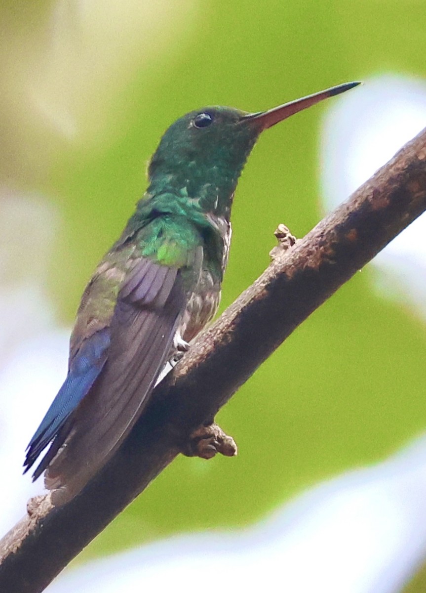 Blue-vented Hummingbird - ML614989413