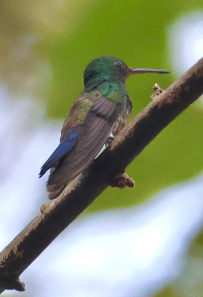 Blue-vented Hummingbird - ML614989414