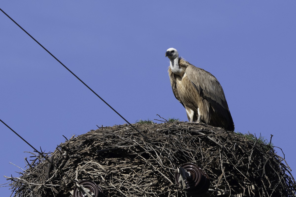 Eurasian Griffon - ML614989465