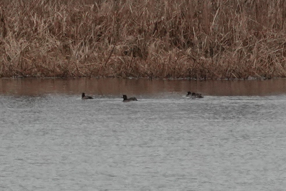 Greater Scaup - ML614989477