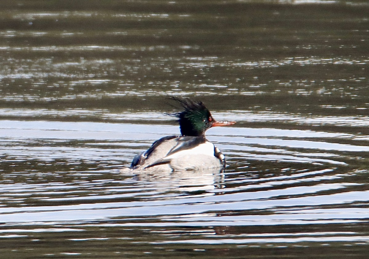 Red-breasted Merganser - ML614989546