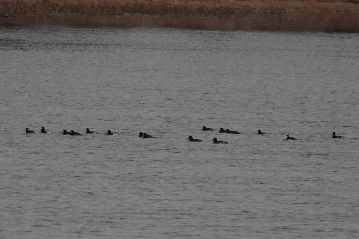 Greater Scaup - ML614989573