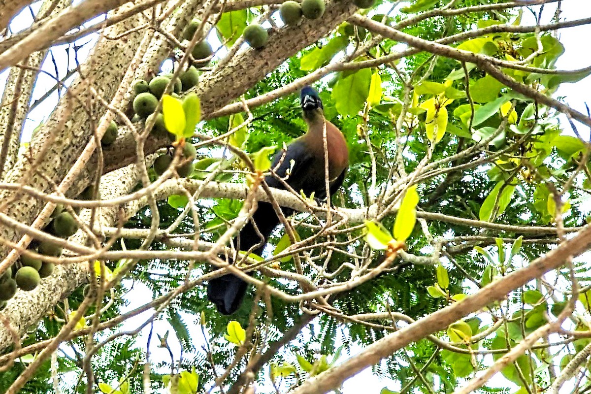 Purple-crested Turaco - ML614989630