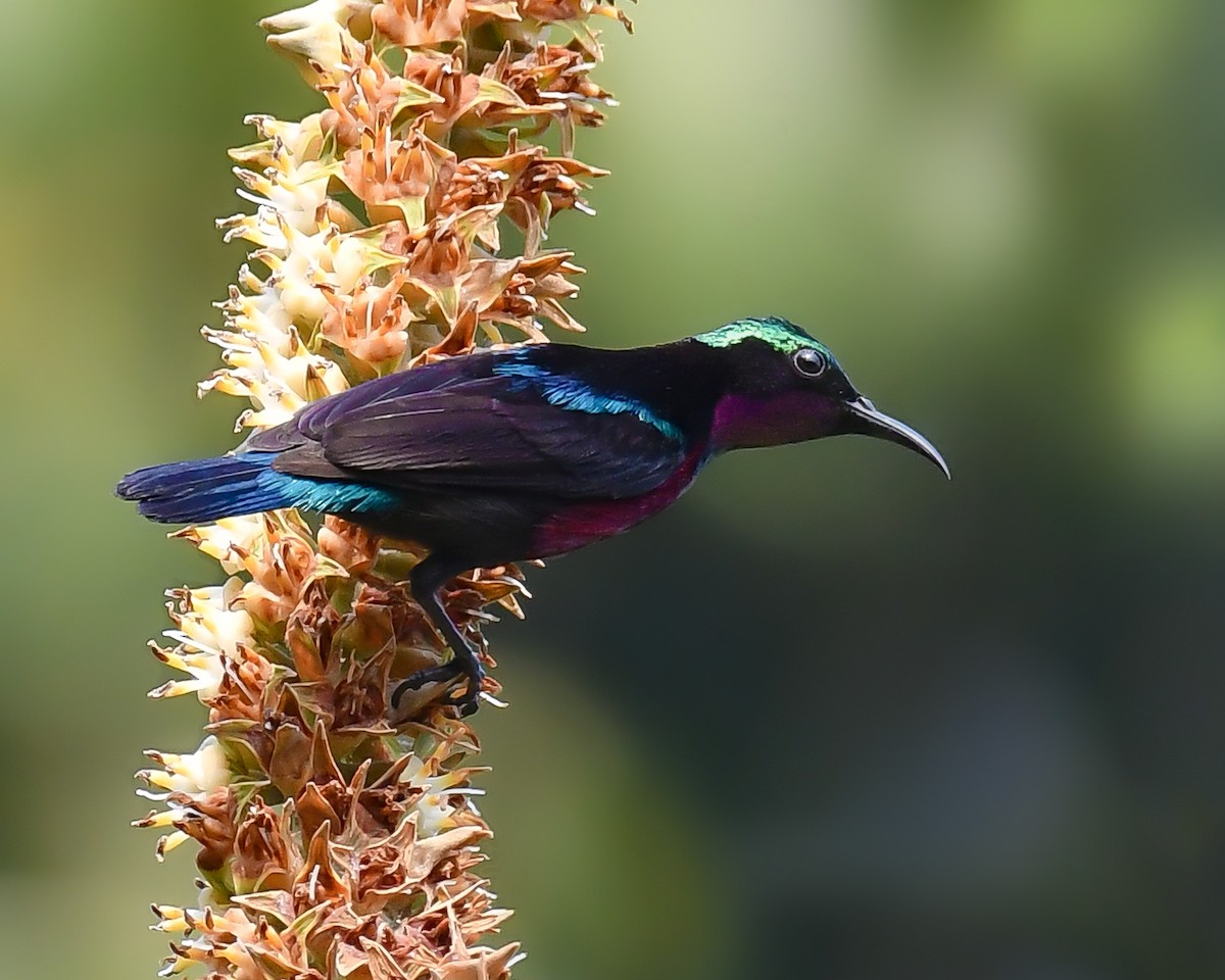 Blauglanz-Nektarvogel - ML614989631