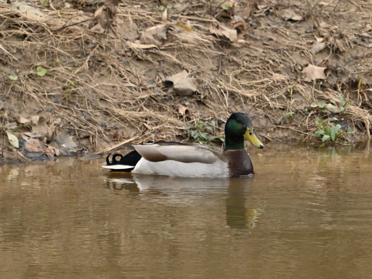 Mallard - ML614989648