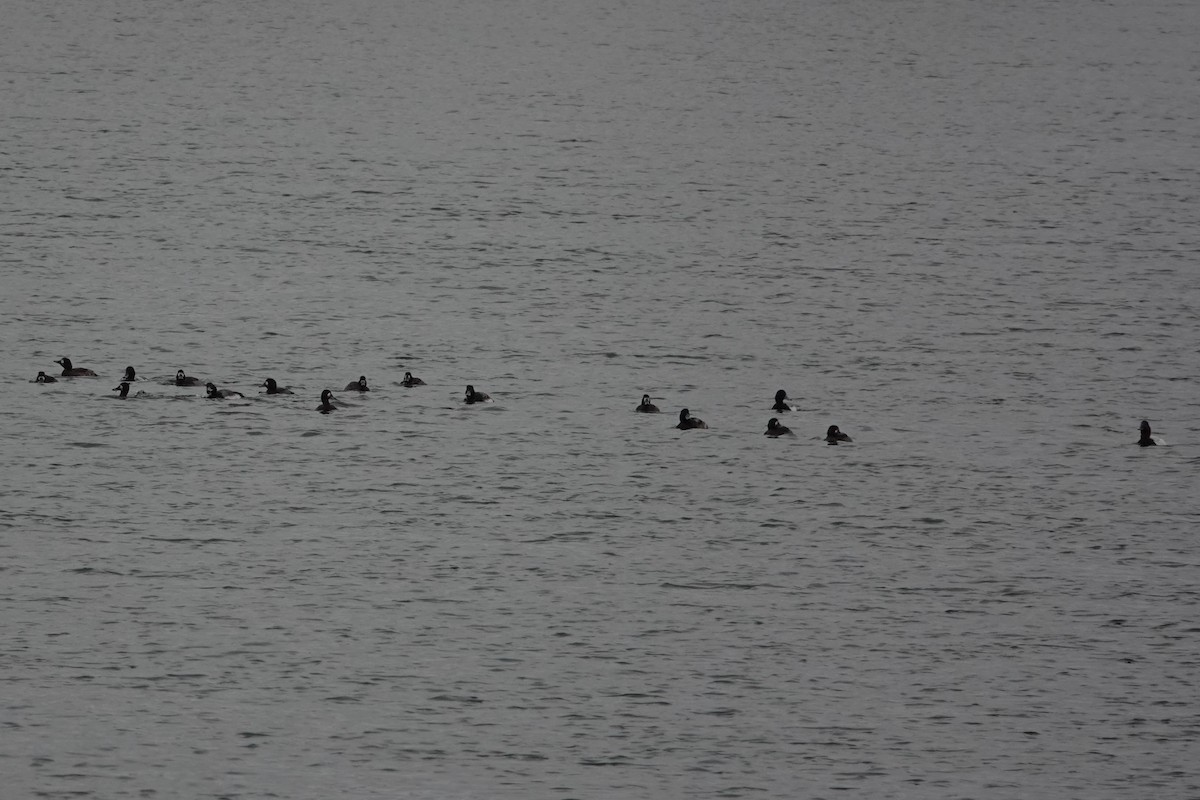 Greater Scaup - ML614989662