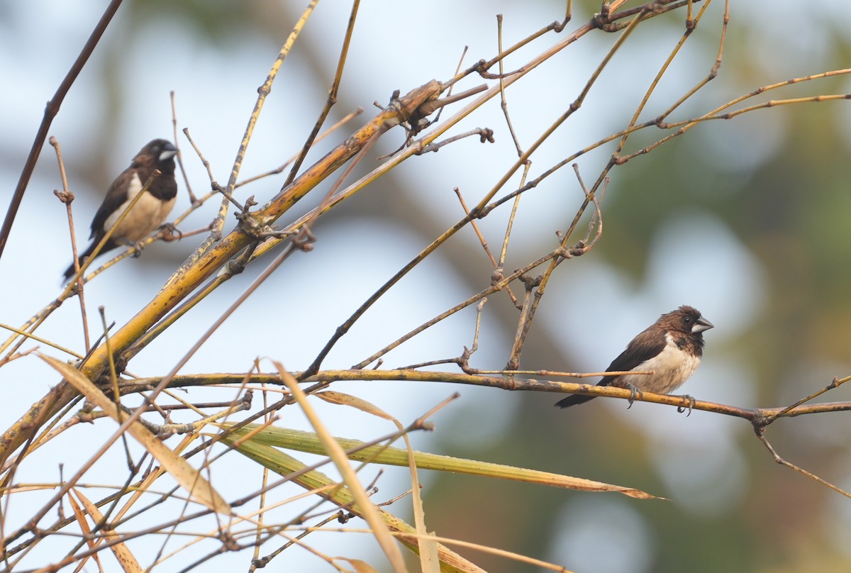 White-rumped Munia - ML614989678