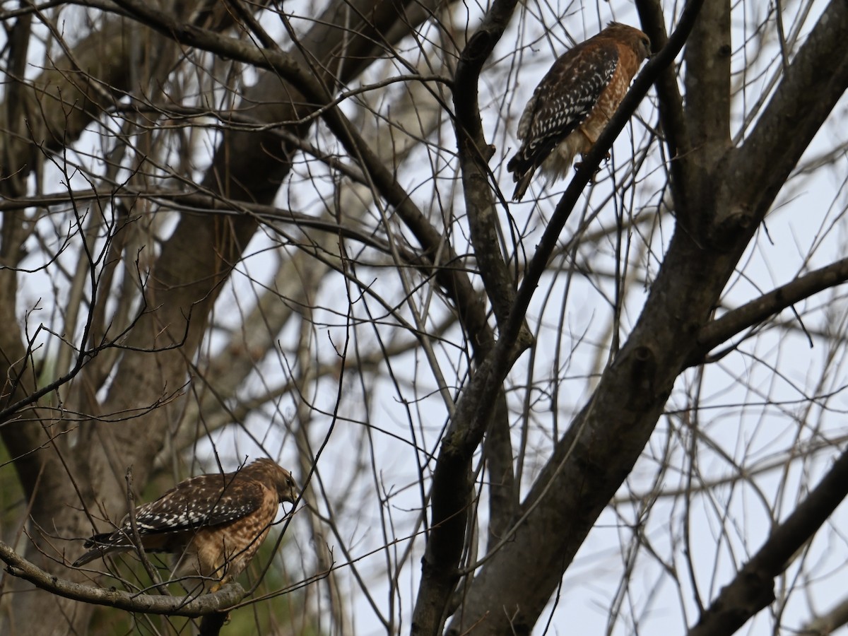 Red-shouldered Hawk - ML614989717