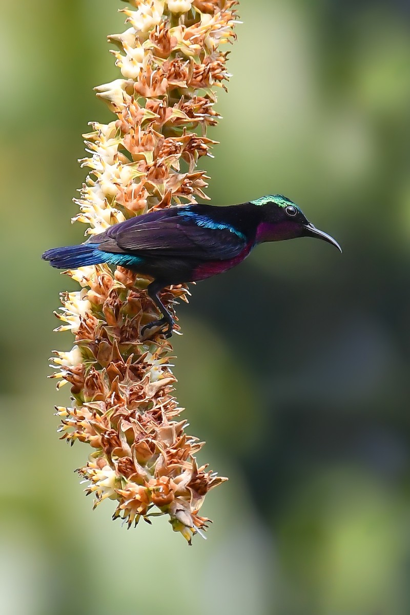 Blauglanz-Nektarvogel - ML614989740