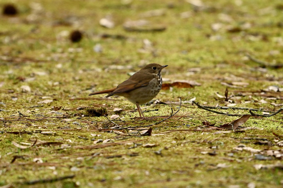 Hermit Thrush - William Woody