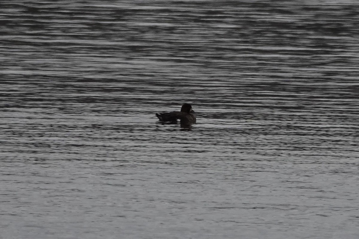 Greater Scaup - ML614989774