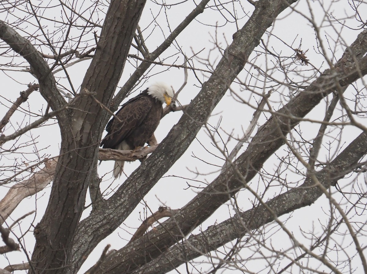 Bald Eagle - Bill Bunn