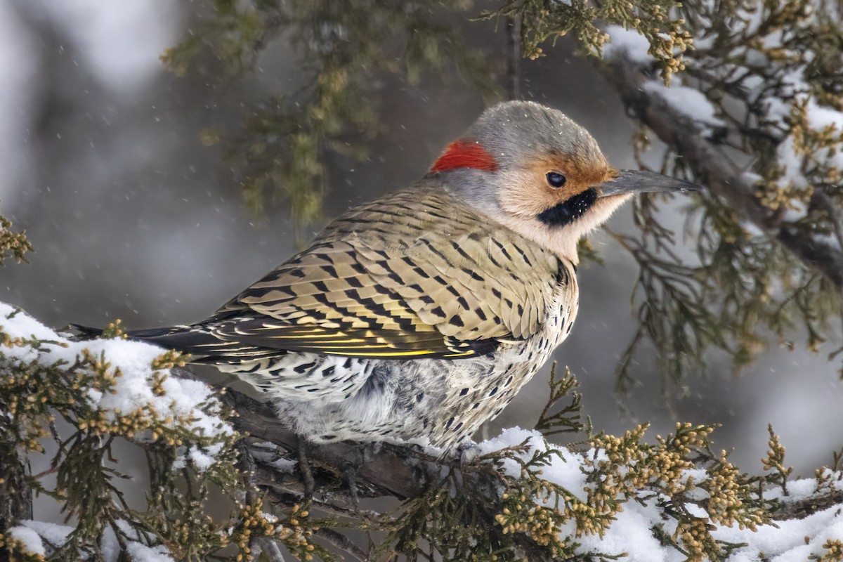 Northern Flicker (Yellow-shafted) - ML614989787