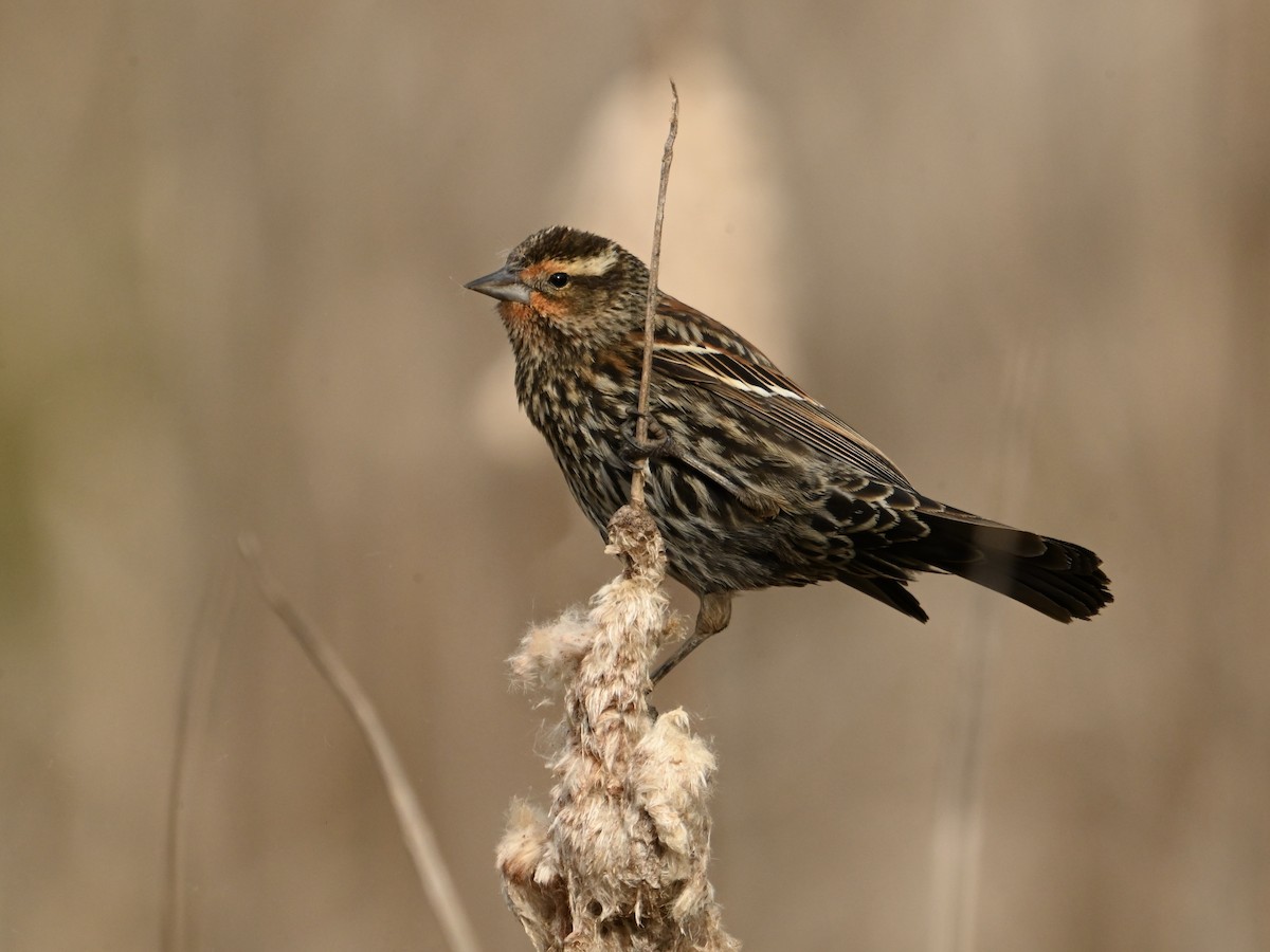 Red-winged Blackbird - ML614989815