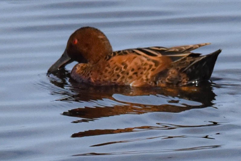 Cinnamon Teal - Steven Hall