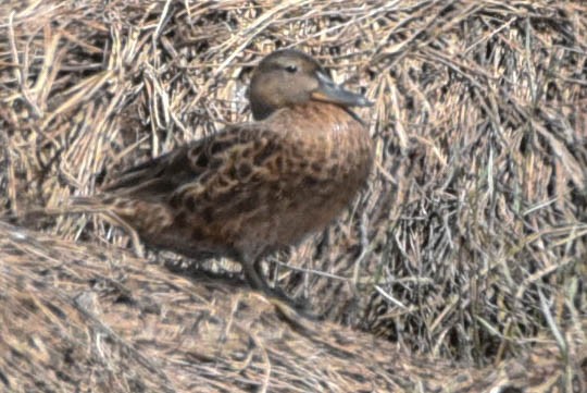 Cinnamon Teal - Steven Hall