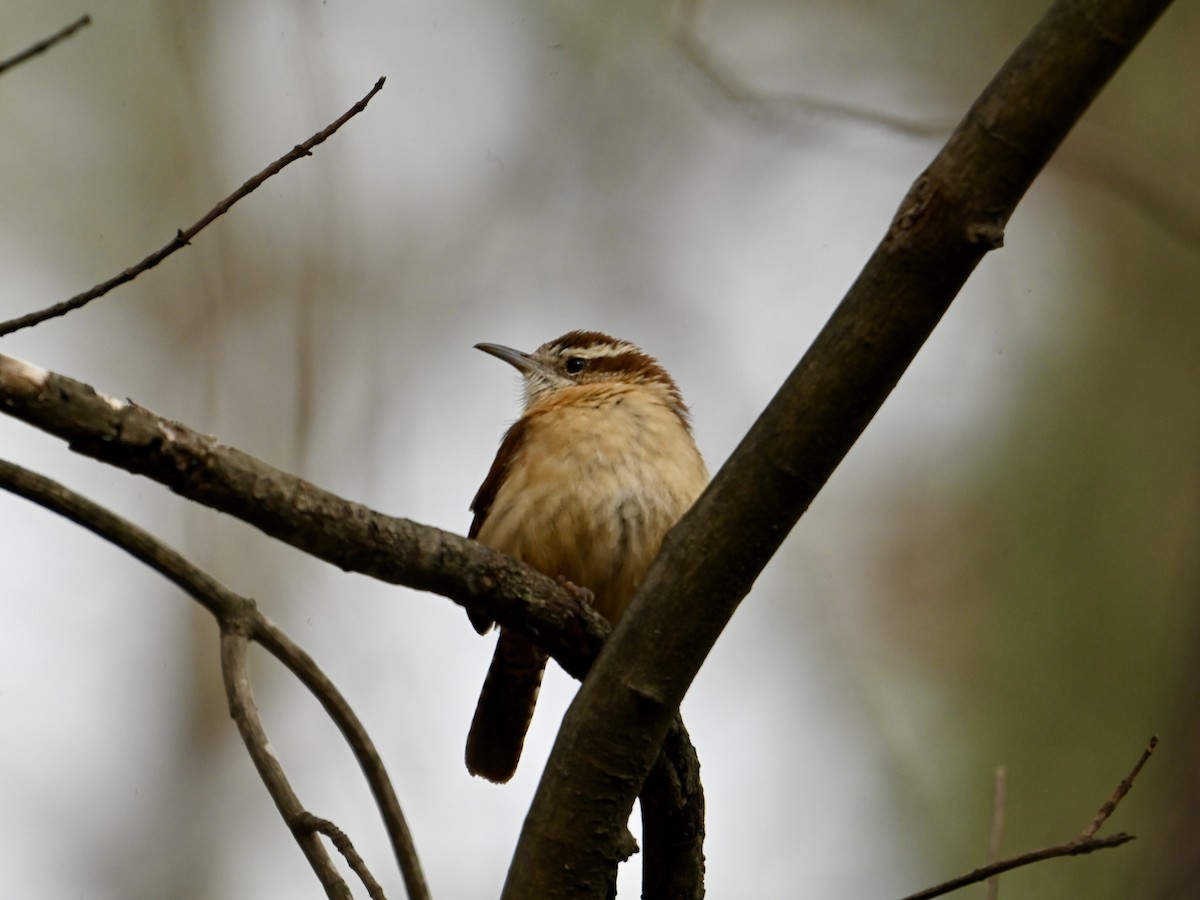 Carolina Wren - William Woody