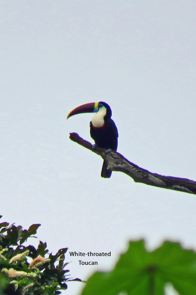 White-throated Toucan - Merrill Lester