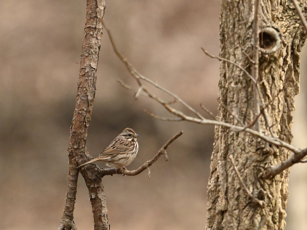 Song Sparrow - ML614989984