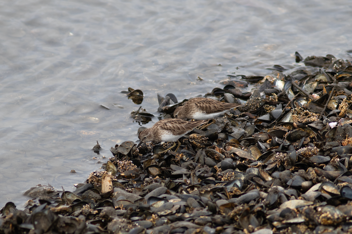 Least Sandpiper - ML614990092