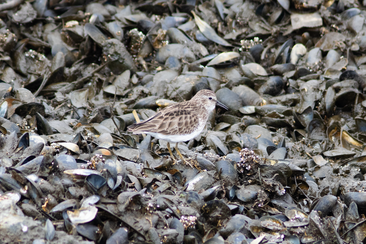 Least Sandpiper - ML614990093