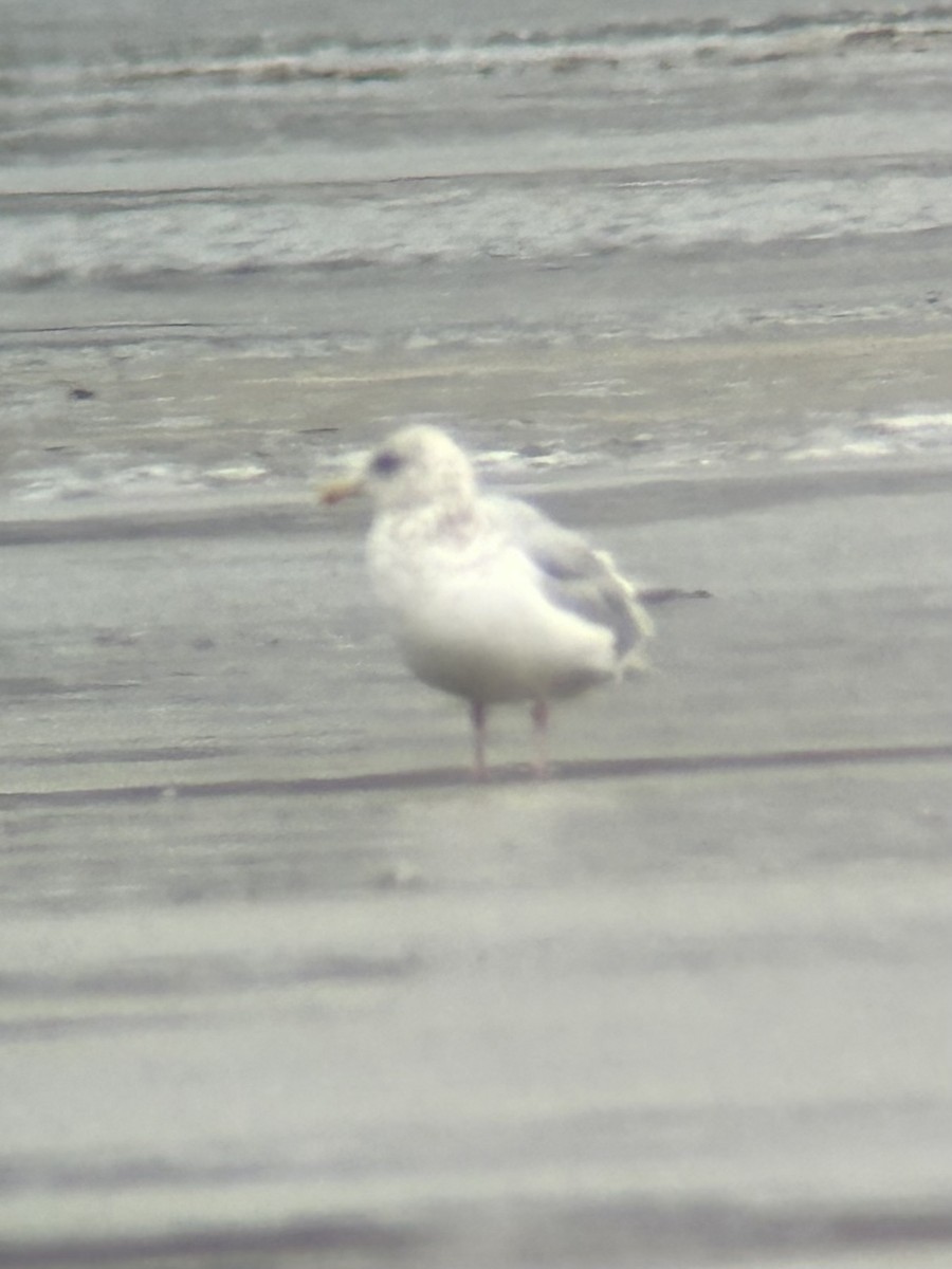 Gaviota Groenlandesa - ML614990143