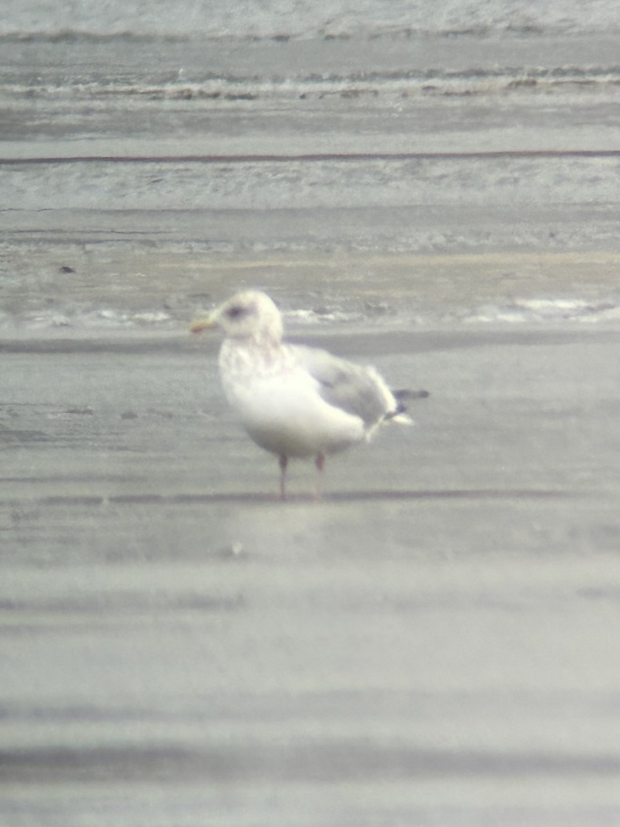 Gaviota Groenlandesa - ML614990144