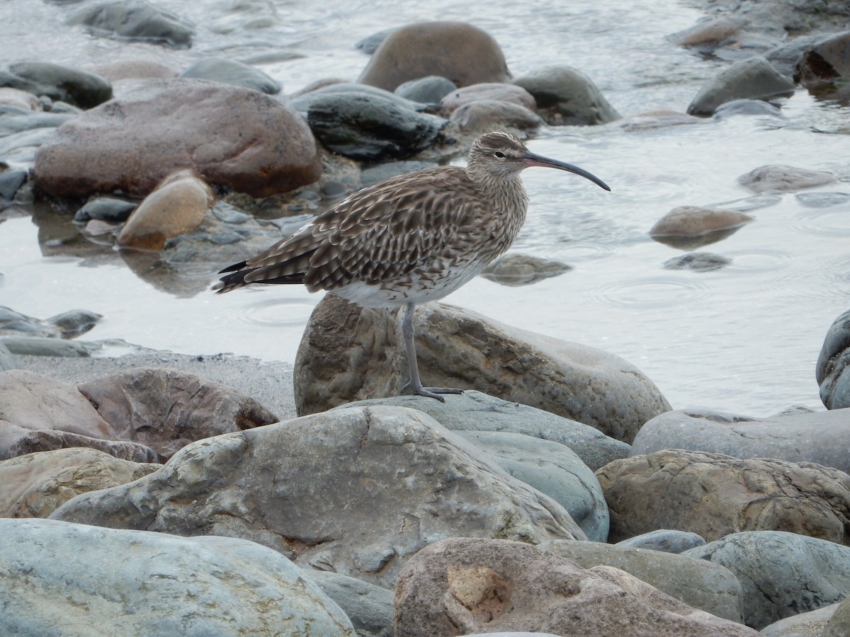 Regenbrachvogel - ML614990194