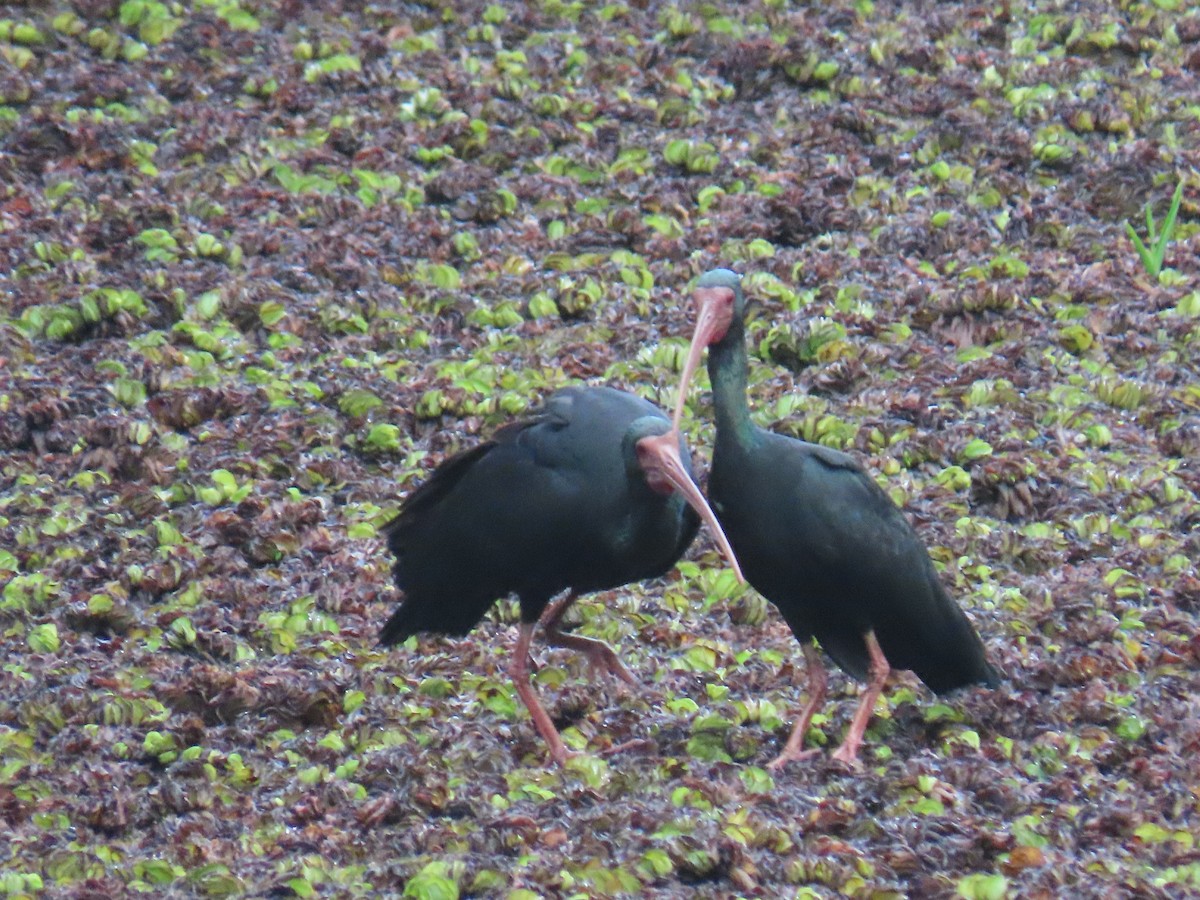 Bare-faced Ibis - ML614990208