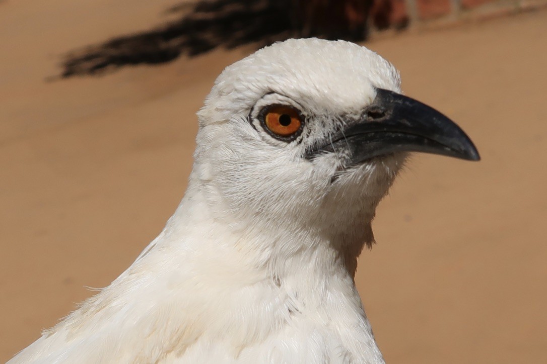 Southern Pied-Babbler - ML614990263