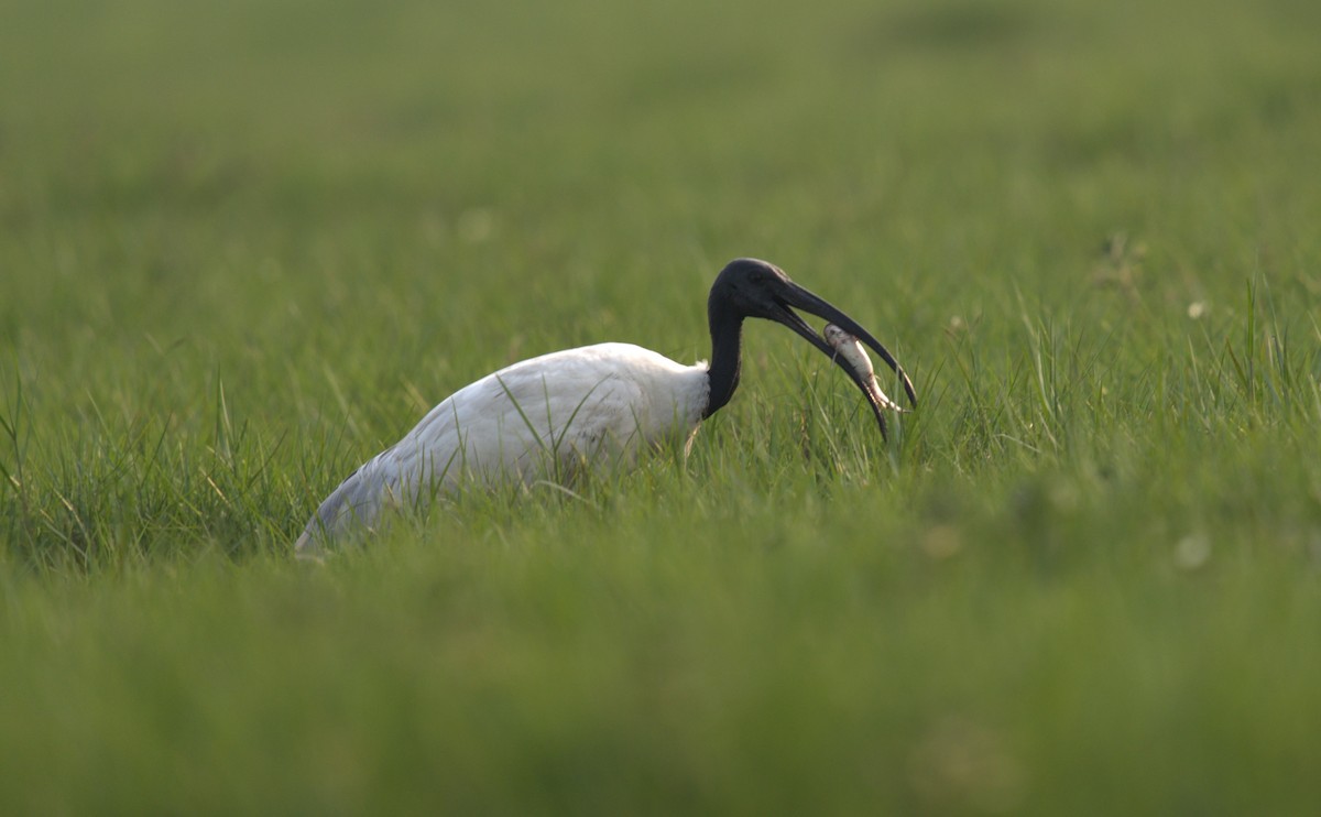 ibis černohlavý - ML614990264