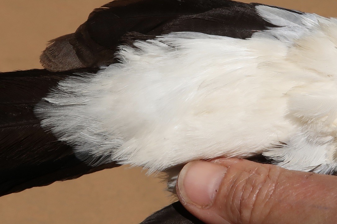 Southern Pied-Babbler - ML614990266